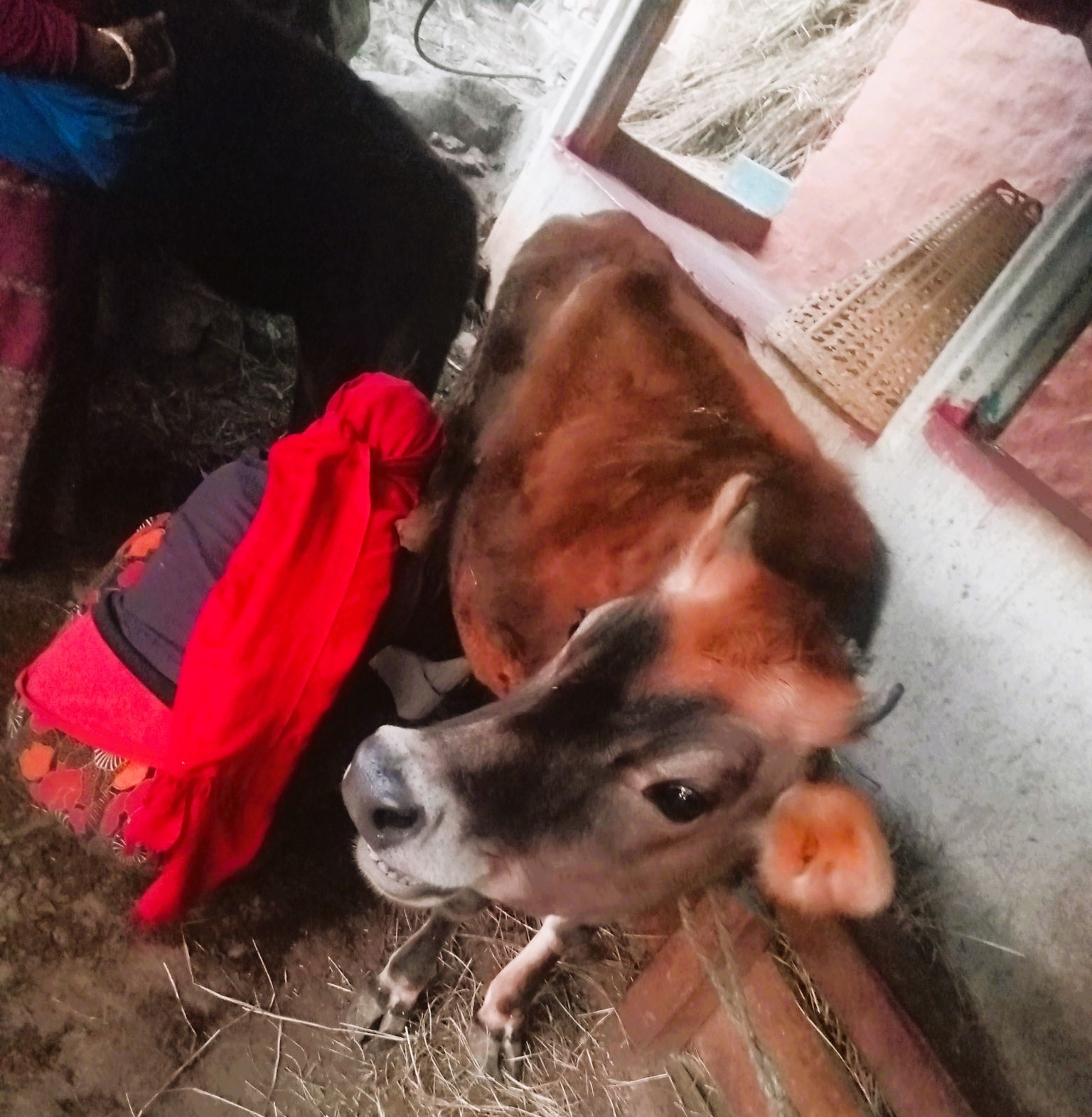 आश्चर्यजनक घटना: बिना ब्याउने गाईले दिन थाले दूध !