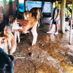 गाईपालन व्यवसायमा रमाएका किसान ज्ञानप्रसाद भण्डारीको कथा