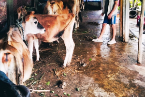 गाईपालन व्यवसायमा रमाएका किसान ज्ञानप्रसाद भण्डारीको कथा